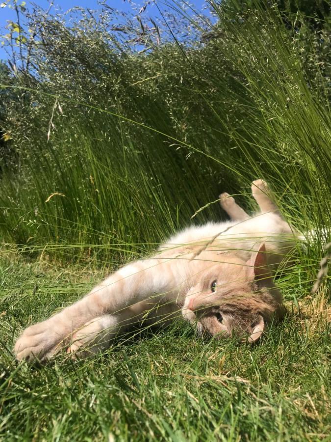 Appartamento Landligt Ophold Pa Midtgard Vamdrup Esterno foto